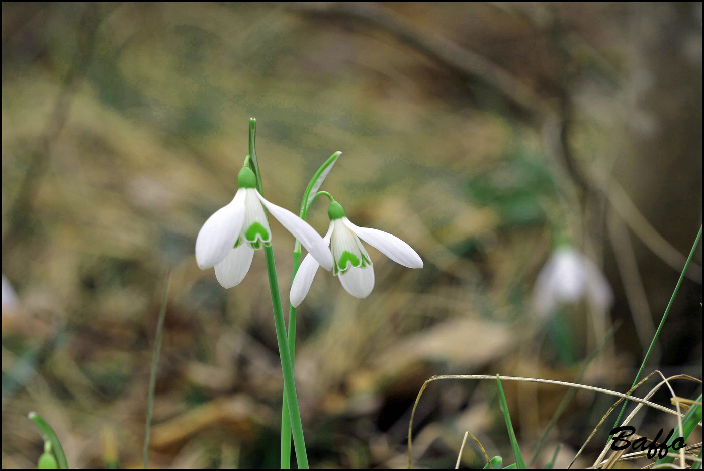 Galanthus nivalis / Bucaneve